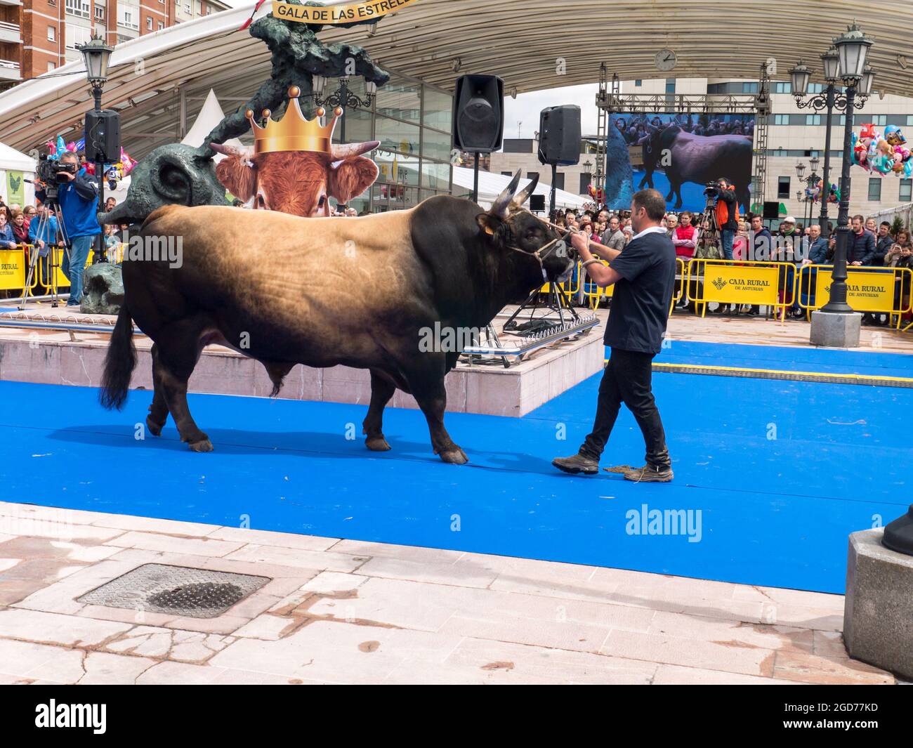 OVIEDO, España - 12 de mayo de 2018: ganadero presenta el toro en la gala de cría en la Plaza Ferroviarios Asturianos en la Feria de la Ascensión, Rev. Foto de stock