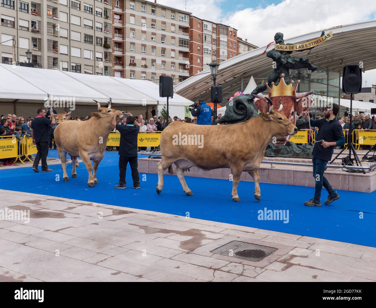 OVIEDO, España - 12 de mayo de 2018: la mejor en su desfile de vacas de raza en la exposición de cría en la Feria de la Ascensión, Oviedo, España. Foto de stock