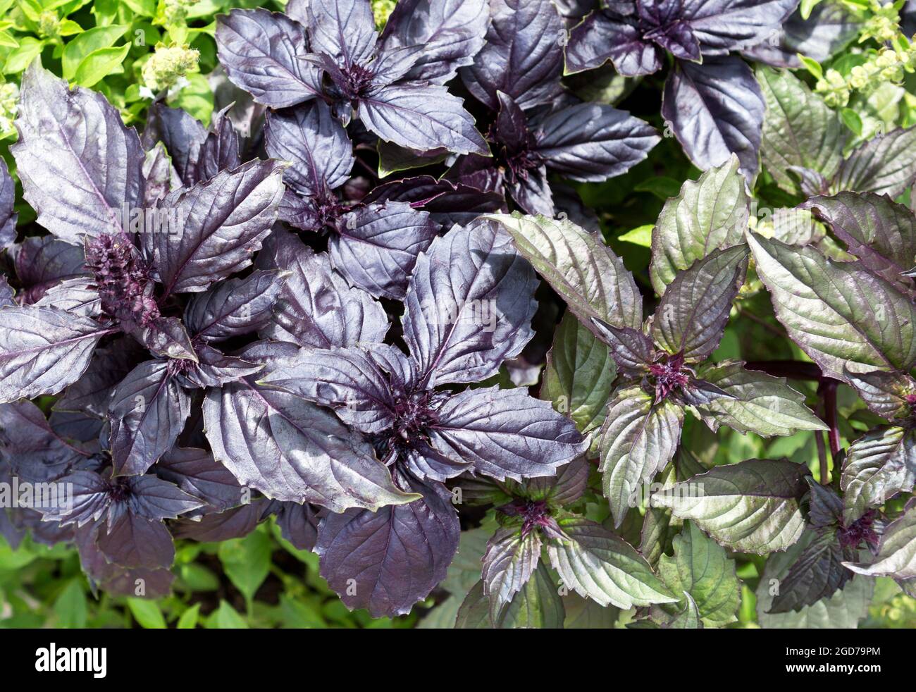 Hoja de albahaca (Ocimum basilicum). Albahaca púrpura orgánica fresca