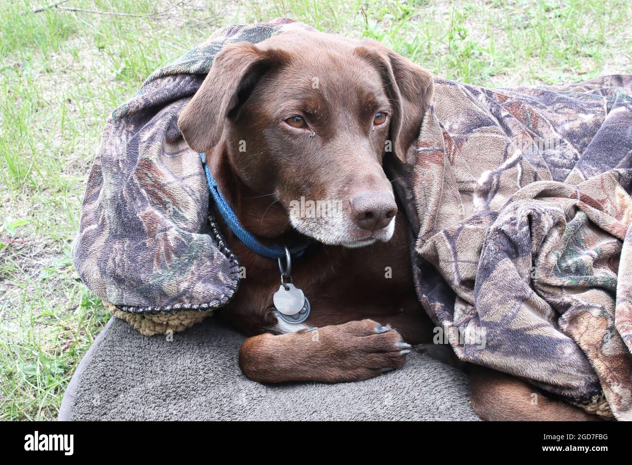 Un perro frío se enrolla en una manta Fotografía de stock - Alamy