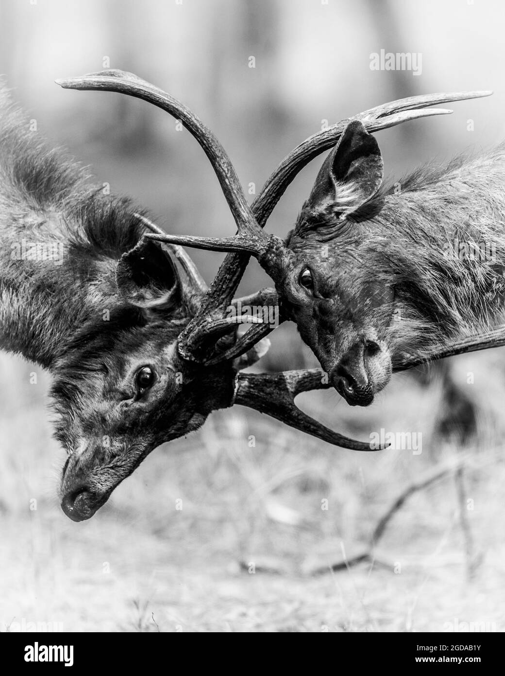 Dos hombres enojados de ciervo Sambar en acción luchando con sus grandes cuernos largos o cuernos que muestran dominio en el parque nacional de ranthambore o raj reserva de tigre Foto de stock