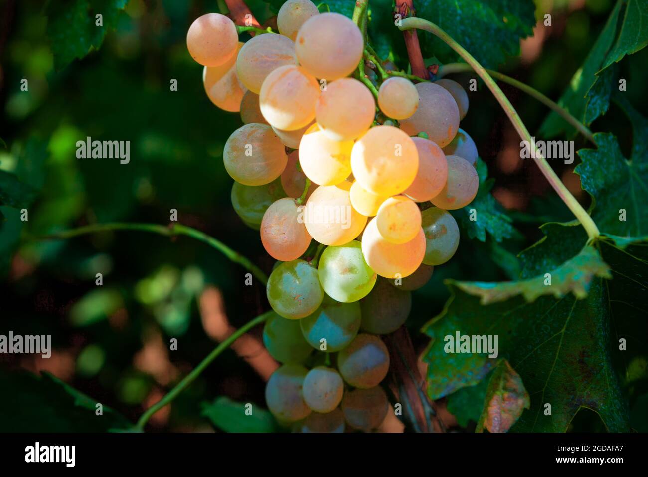 Hojas De Parra Secas Fotos e Imágenes de stock Alamy