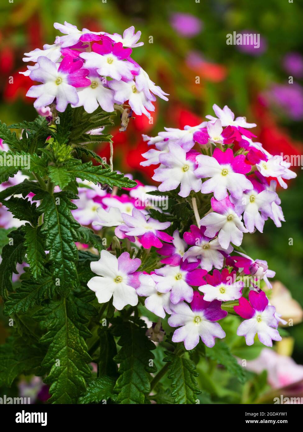 Llamativas flores blancas, rojas y púrpuras de la tierna planta de contenedores de flores de verano, Verbena 'Sparkle Purple Blues' Foto de stock