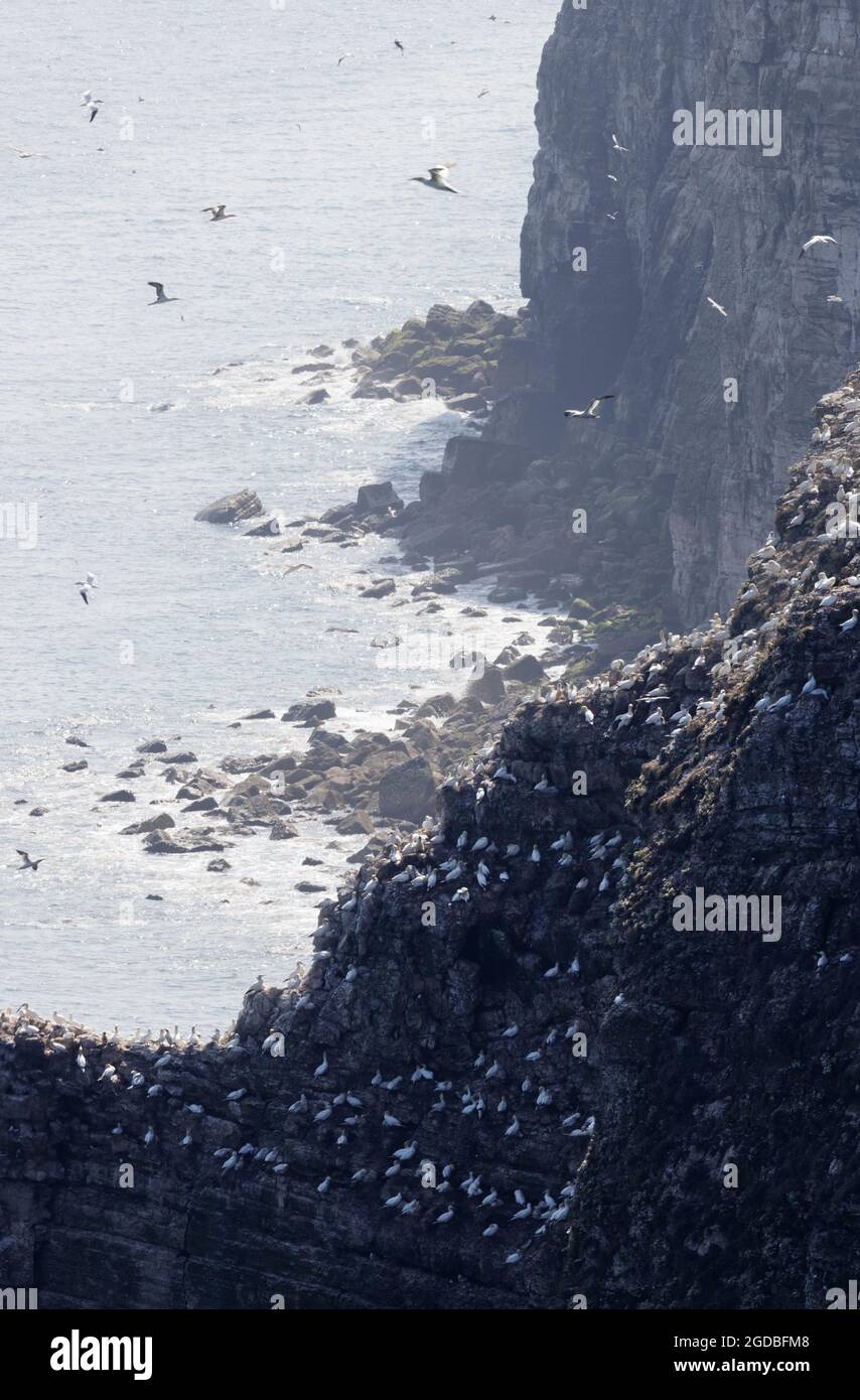 Colonias de aves marinas y aves marinas, RSPB Bempton Cliffs Nature Reserve, East Yorkshire England Reino Unido Foto de stock