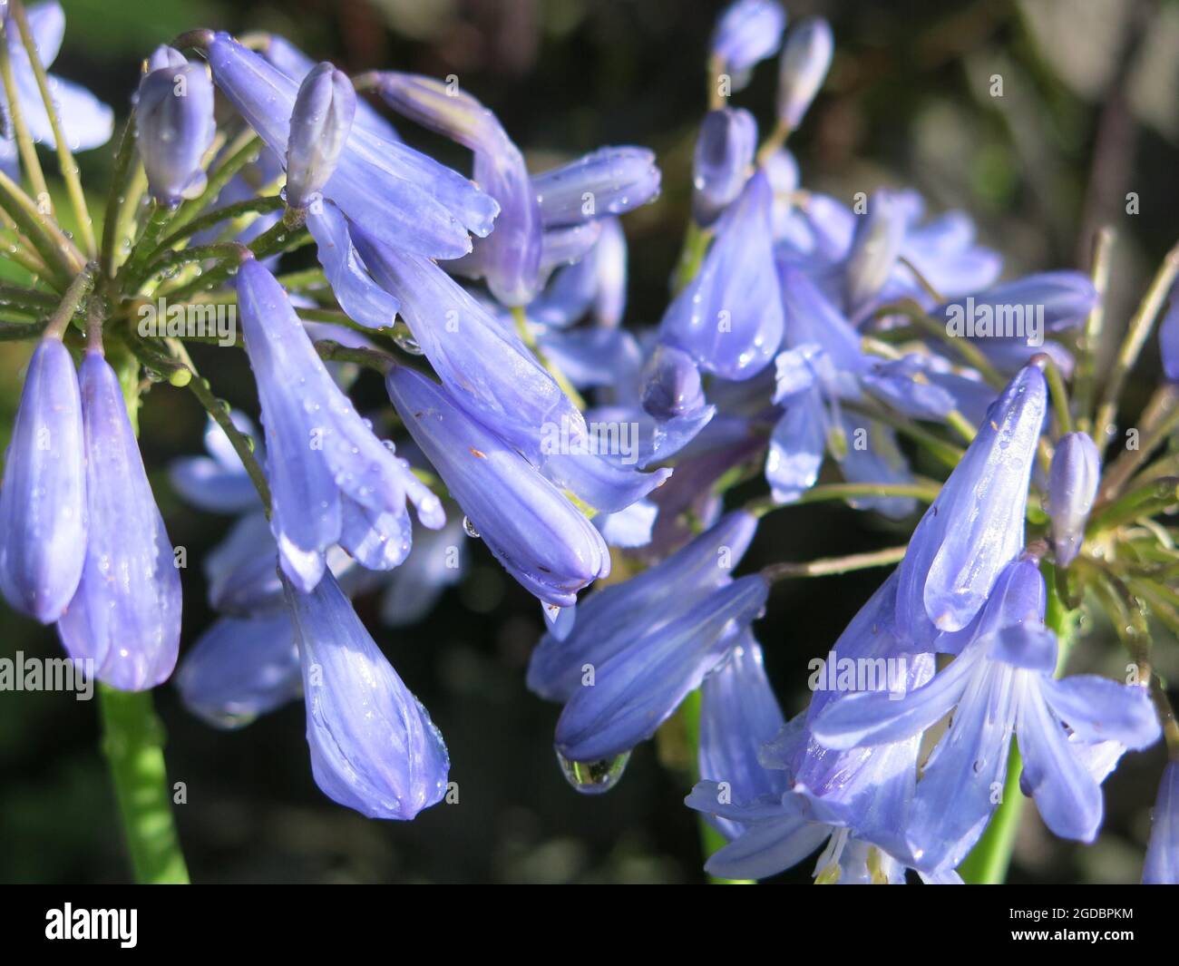 Primer plano de las campanas tubulares azul pálido de un agapanthus en plena floración. Foto de stock