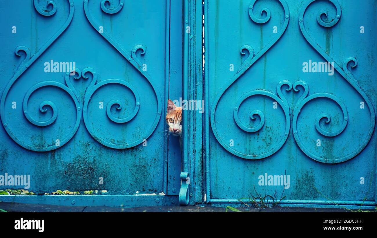 Gato saliendo de una puerta azul vintage. Foto de stock