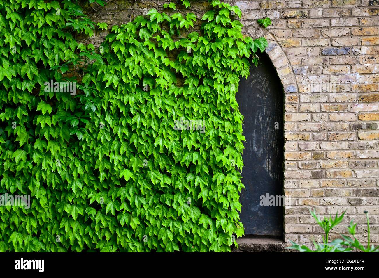 Pared de piedra cubierta de hiedra, con puerta escondida. Foto de stock