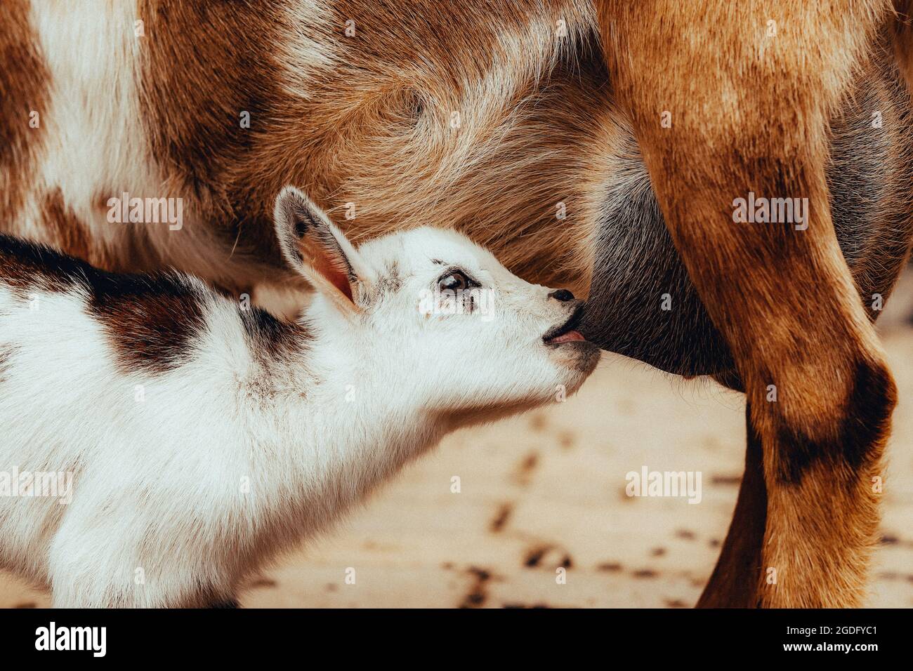 Cabra bebé tomando una bebida de leche materna Fotografía de stock - Alamy