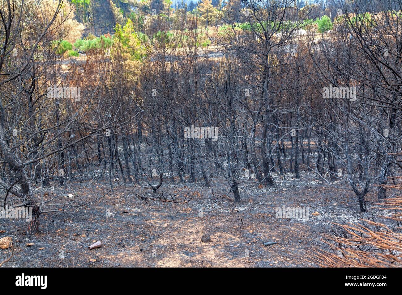 Quemó bosques en Attica, Grecia, después de los incendios forestales en el Monte Parnitha y los distritos de Varympompi y Tatoi, a principios de agosto de 2021. Foto de stock