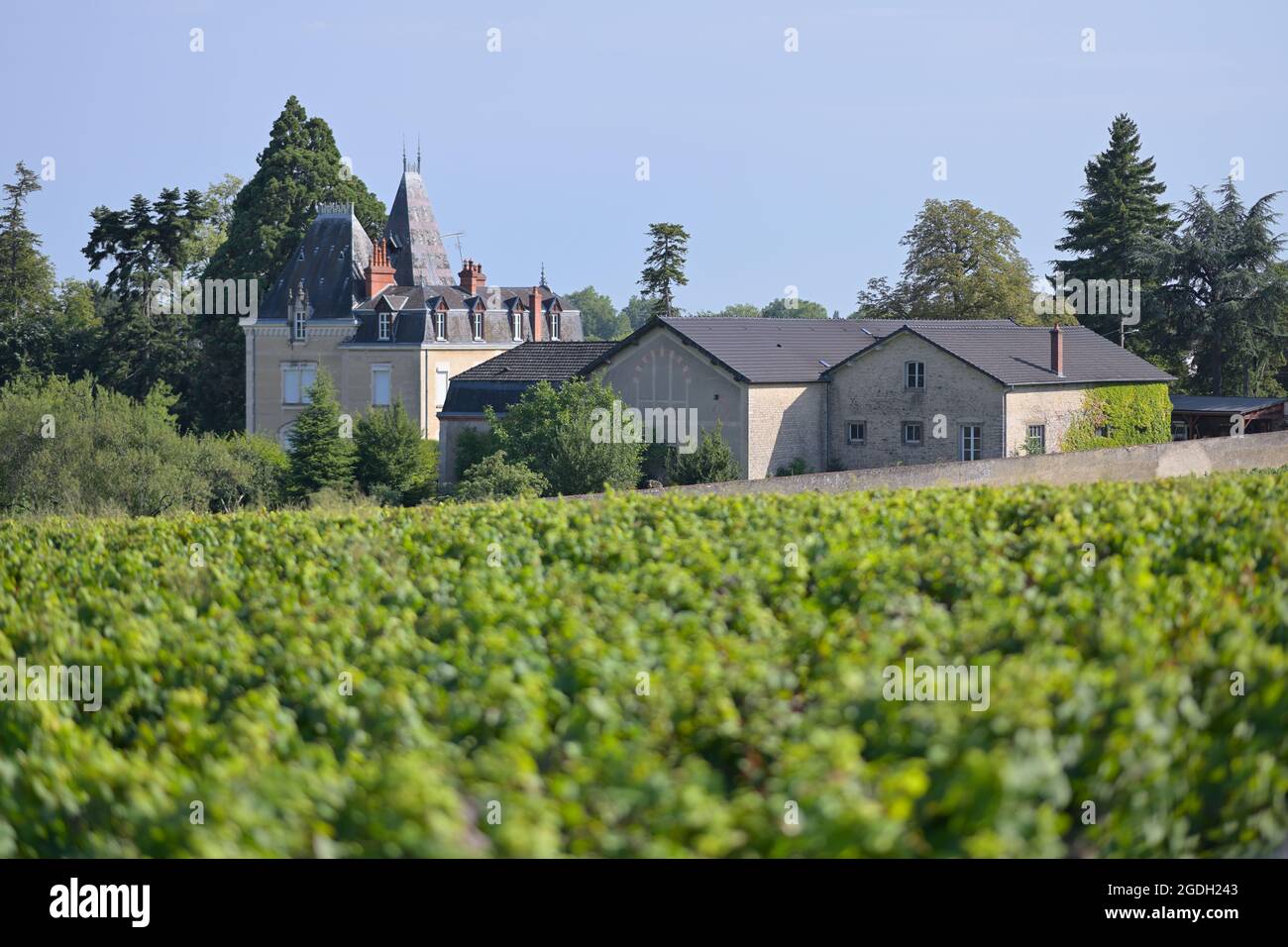 Domaine Albert Morot con los viñedos Clos Les Teurons de Hospice de Beaune, Beaune FR Foto de stock
