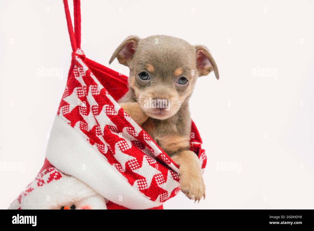 Un cachorro para navidad fotografías e imágenes de alta resolución - Alamy
