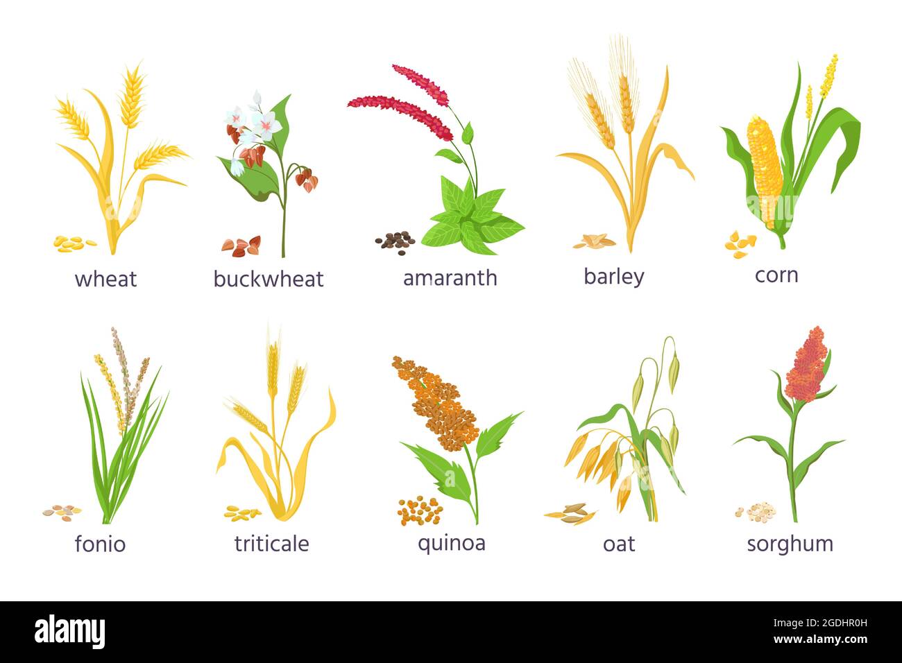 Granja de dibujos animados cultivos de cereales y plantas de pasto de  grano. Cultivo de maíz, trigo, maíz, alforfón, amaranto y quinua, y  conjunto de vectores de semillas y orejas Imagen Vector