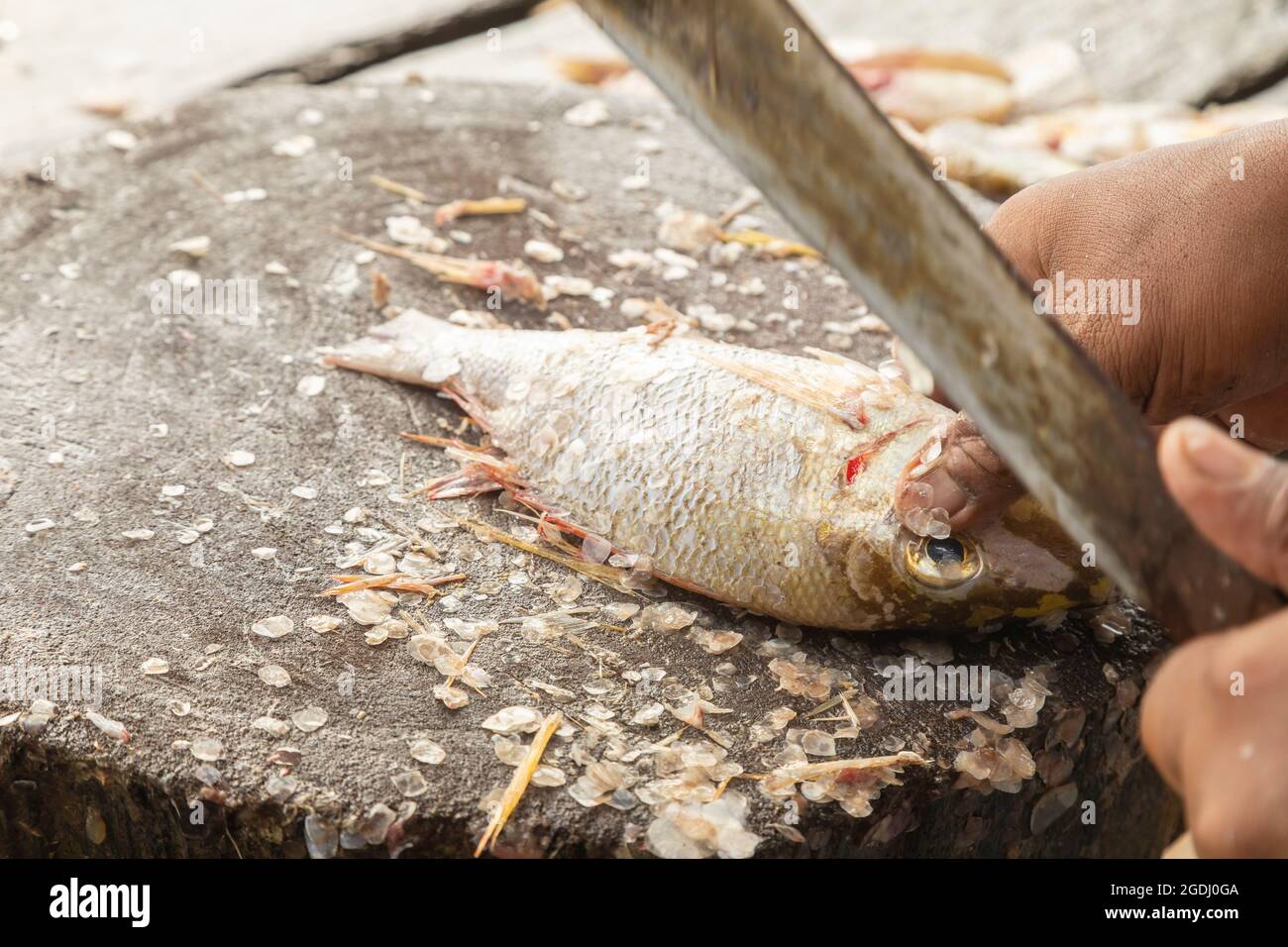 Pescadero limpia las escamas de uno de los peces que tiene a la venta en su puesto, en el mercado de Waisai Foto de stock