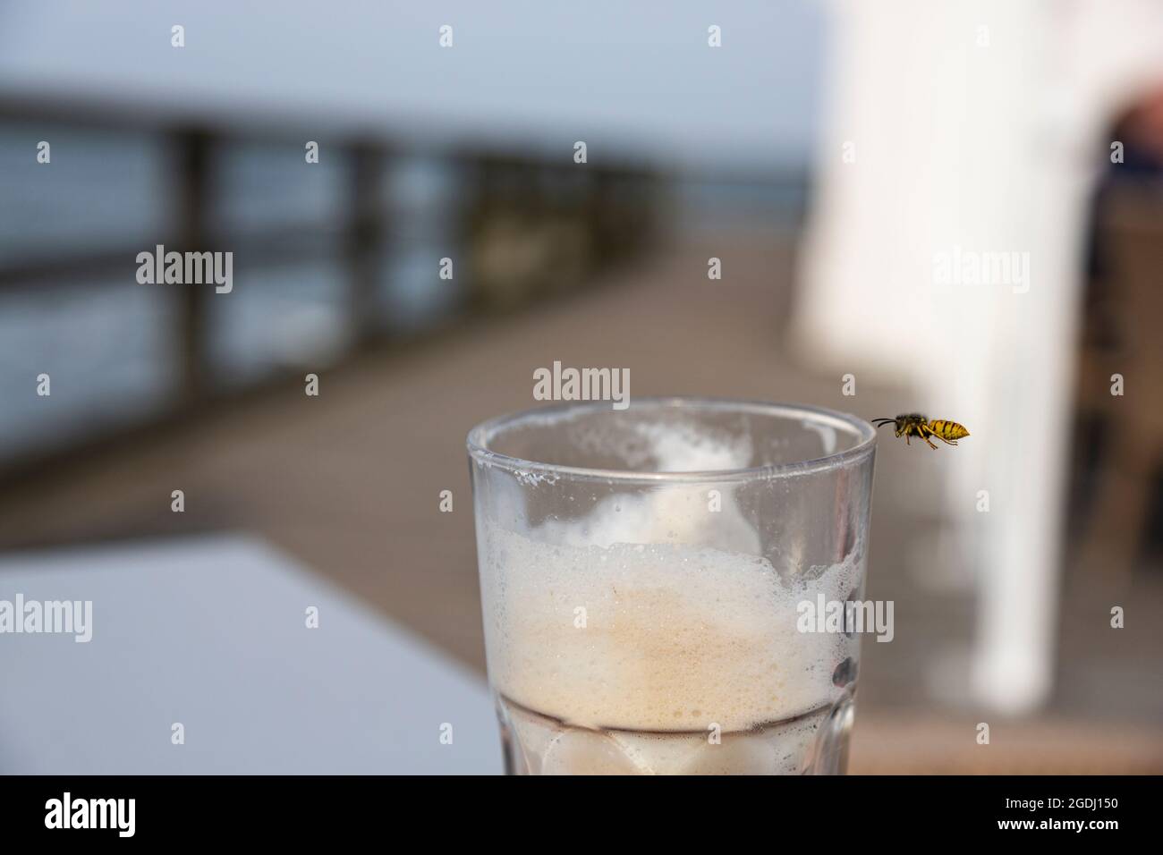 Una abeja se acerca a un café de leche en el muelle de Sellin en la isla de Rügen. Foto de stock