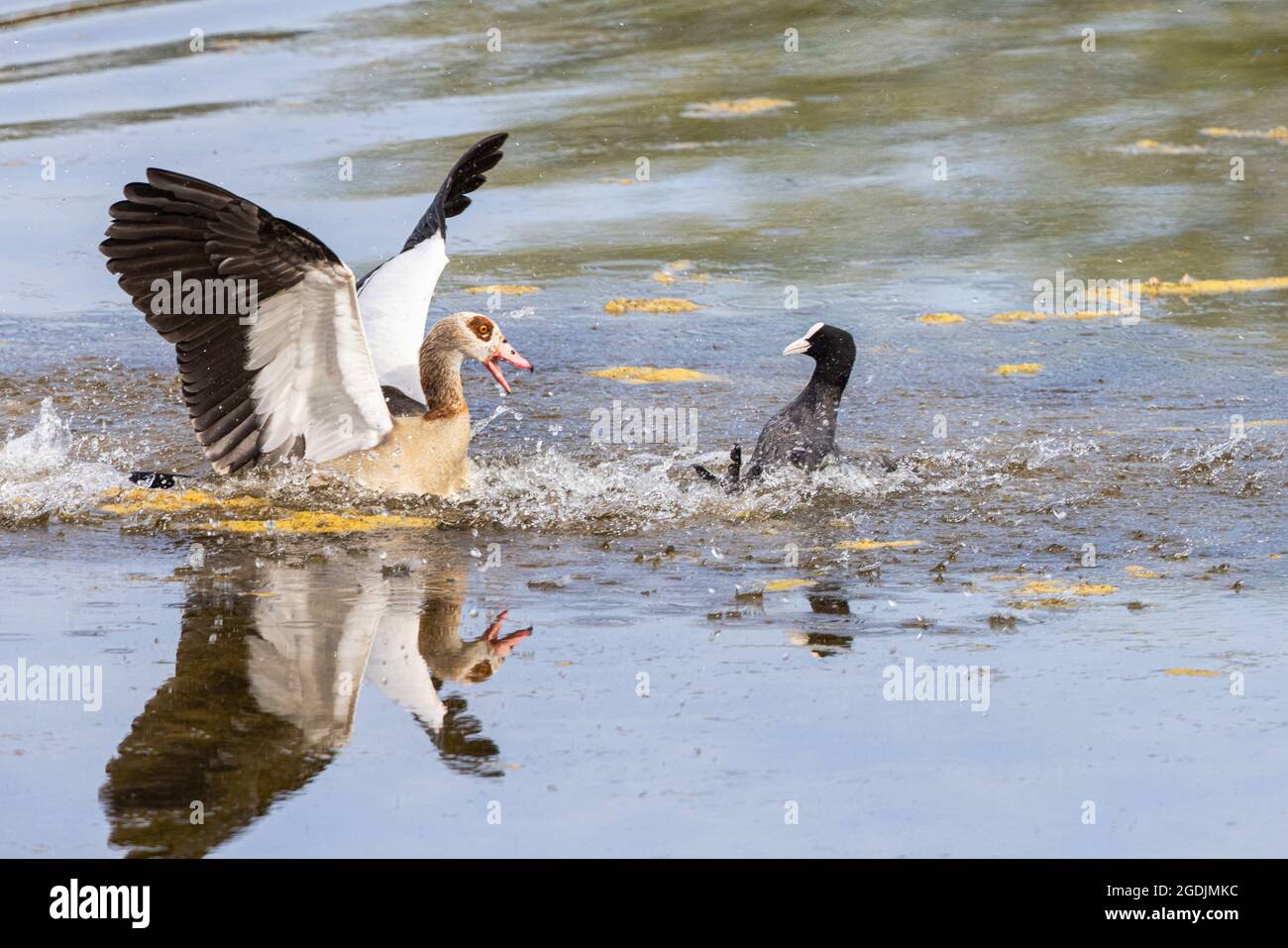 La coota negra (Fulica atra), ataca al ganso egipcio acercándose al territorio de la cría, Alemania, Baviera, Speichersee Foto de stock