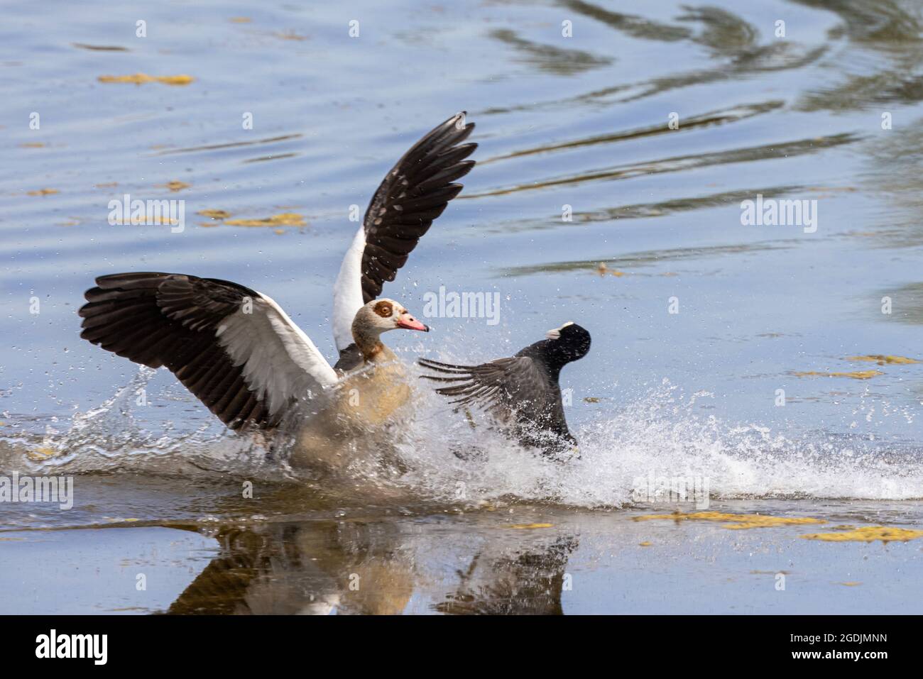 La coota negra (Fulica atra), ataca al ganso egipcio acercándose al territorio de la cría, Alemania, Baviera, Speichersee Foto de stock