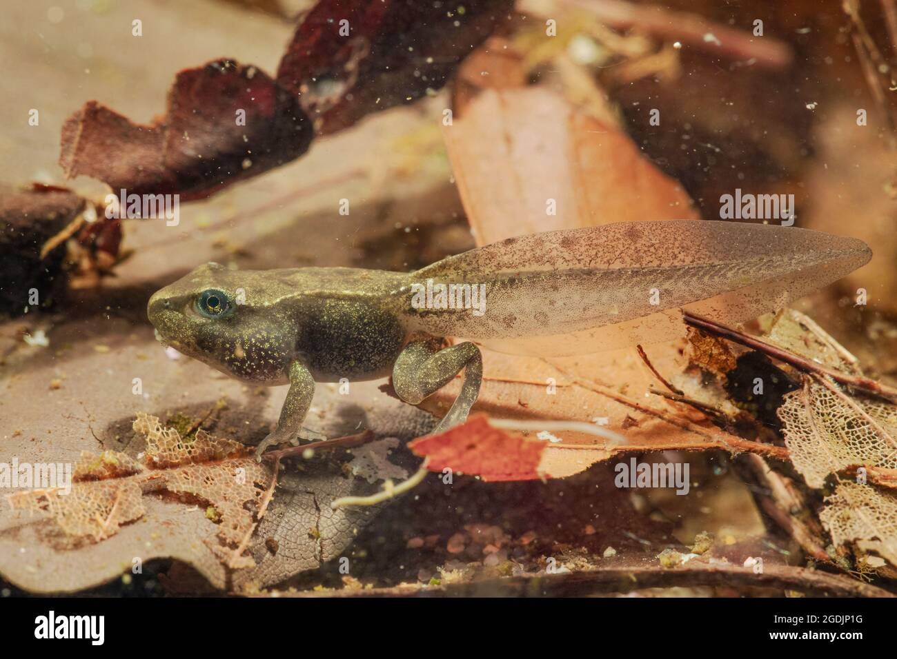 Rana común, rana de hierba (Rana temporaria), tadpole justo antes de terminar la metamorfosis, Alemania Foto de stock