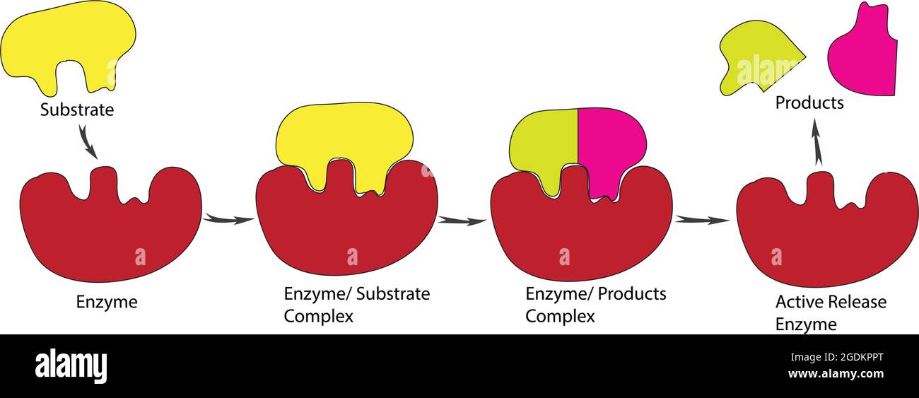 Bloqueo y modelo clave de la enzima, Modelo biológico de bloqueo y  mecanismo clave, pasos de reacción enzimática y sustrato, modelo de  reacción de la enzima, enzimática Imagen Vector de stock -