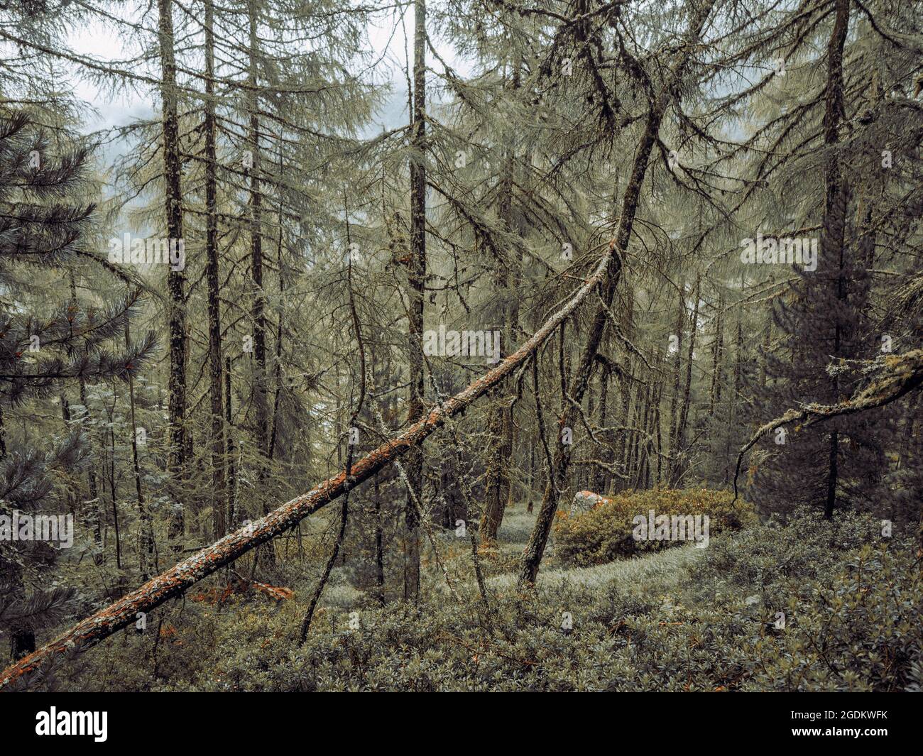 Densos y exuberantes bosques alpinos en Suiza. Los pinos, rocas, musgos y hierba cubren el suelo del bosque en un escenario natural perfecto. Foto de stock