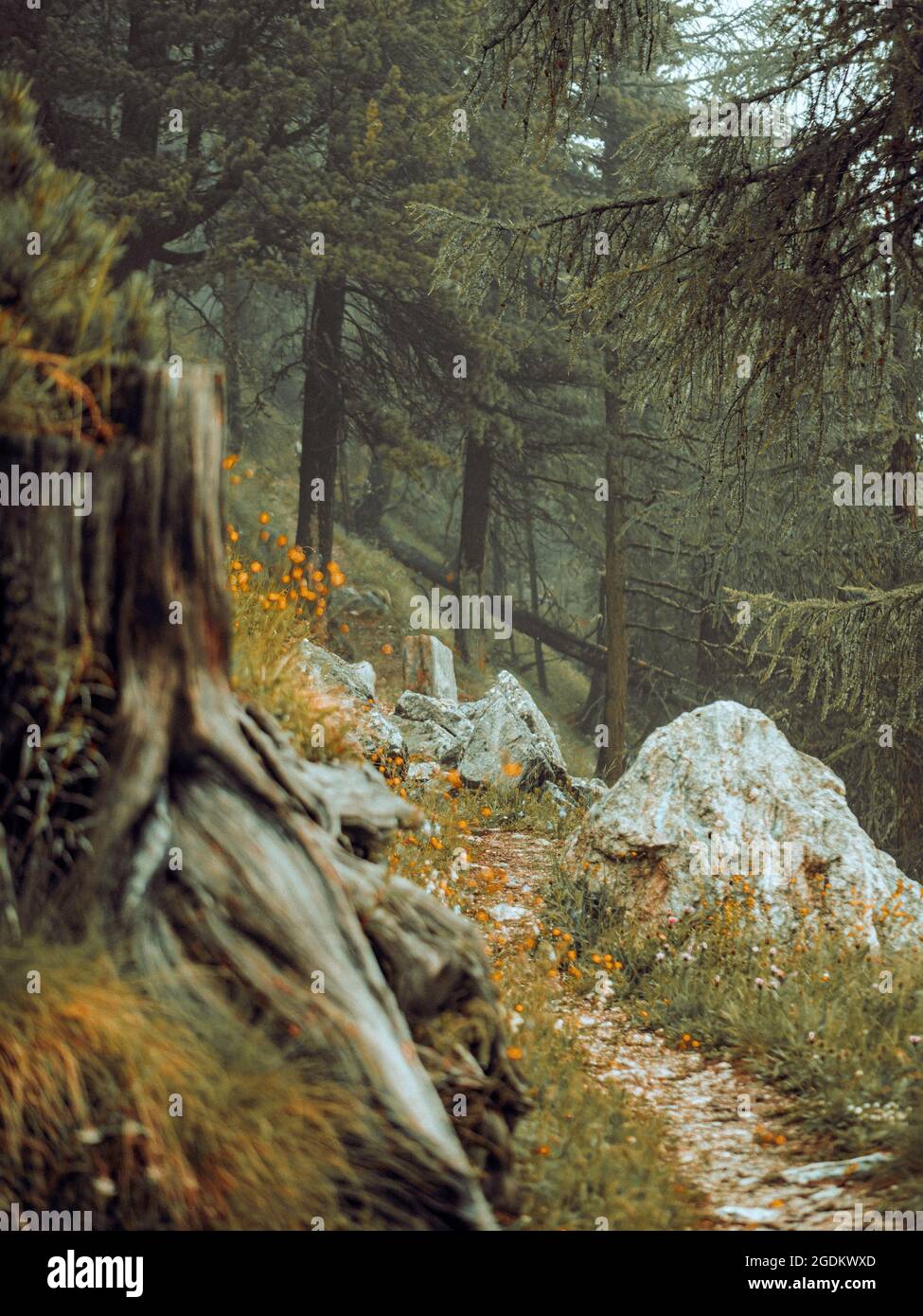 Densos y exuberantes bosques alpinos en Suiza. Los pinos, rocas, musgos y hierba cubren el suelo del bosque en un escenario natural perfecto. Foto de stock