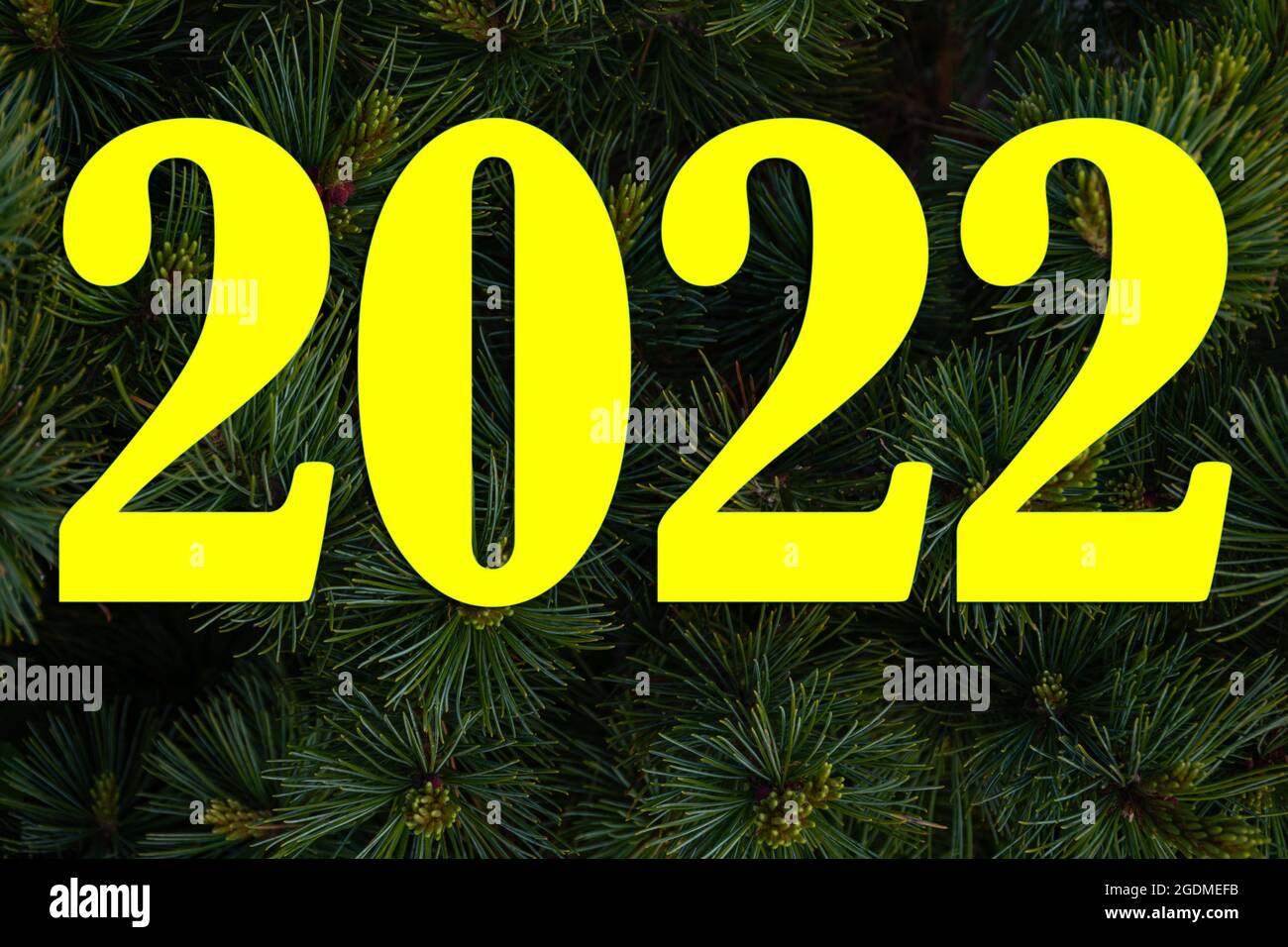 Números 2022 En un fondo de ramas de pino cerca-para arriba, fondo natural de Navidad. Hermosa rama de picea con agujas y brotes jóvenes en la naturaleza. Foto de stock