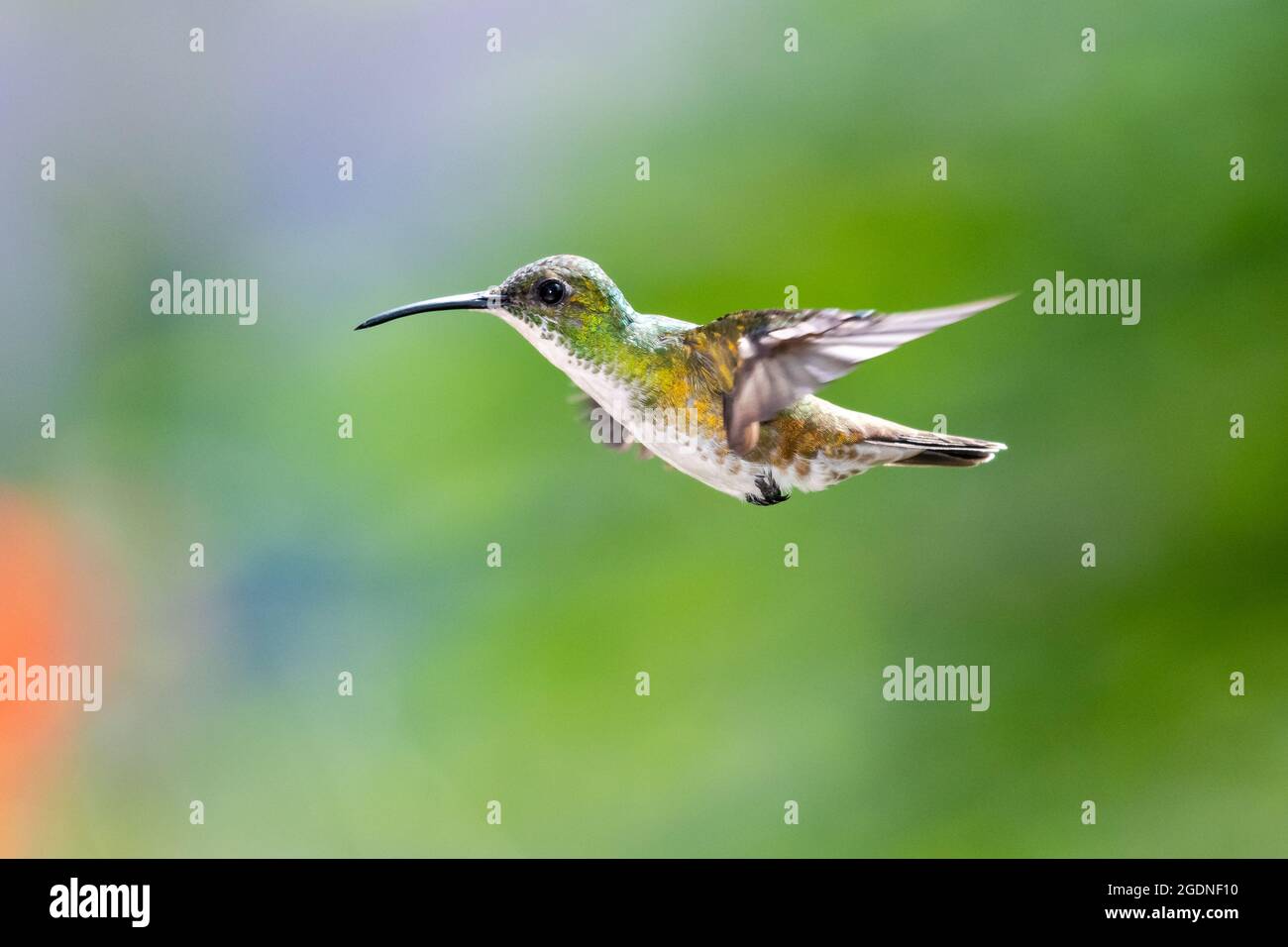 Un colibrí de color esmeralda (amazilia brevirostris) con un fondo verde borroso. Vida salvaje en la naturaleza. Pájaro en libertad. Foto de stock