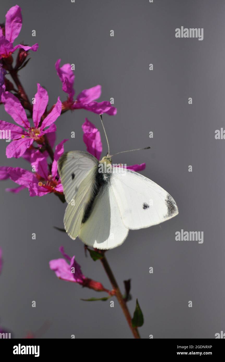 Mariposa blanca grande (Pieris brassicae) Foto de stock