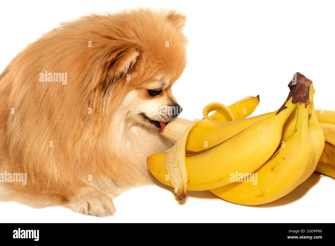 Pomerania. El perro come frutas, plátanos. Comida sana y saludable para  mascotas Fotografía de stock - Alamy