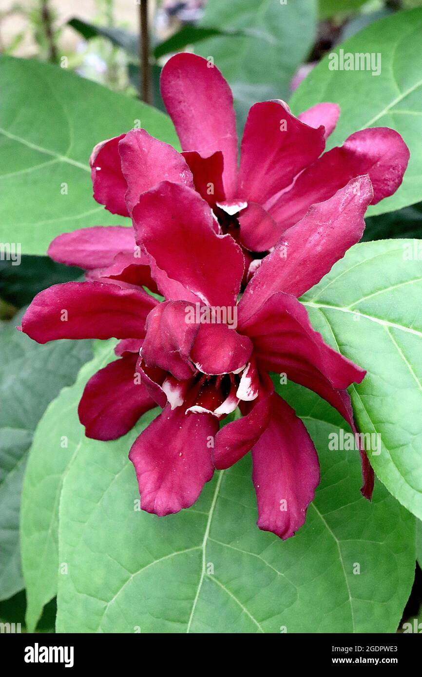 Flores rojas de vino fotografías e imágenes de alta resolución - Alamy