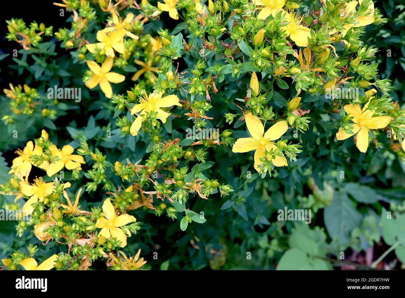 Hypericum perforatum perfora la hierba de San Juan – masa de pequeñas flores amarillas, sépalos verdes con puntos negros, pequeñas hojas verdes oscuras, julio, Inglaterra, Reino Unido Foto de stock