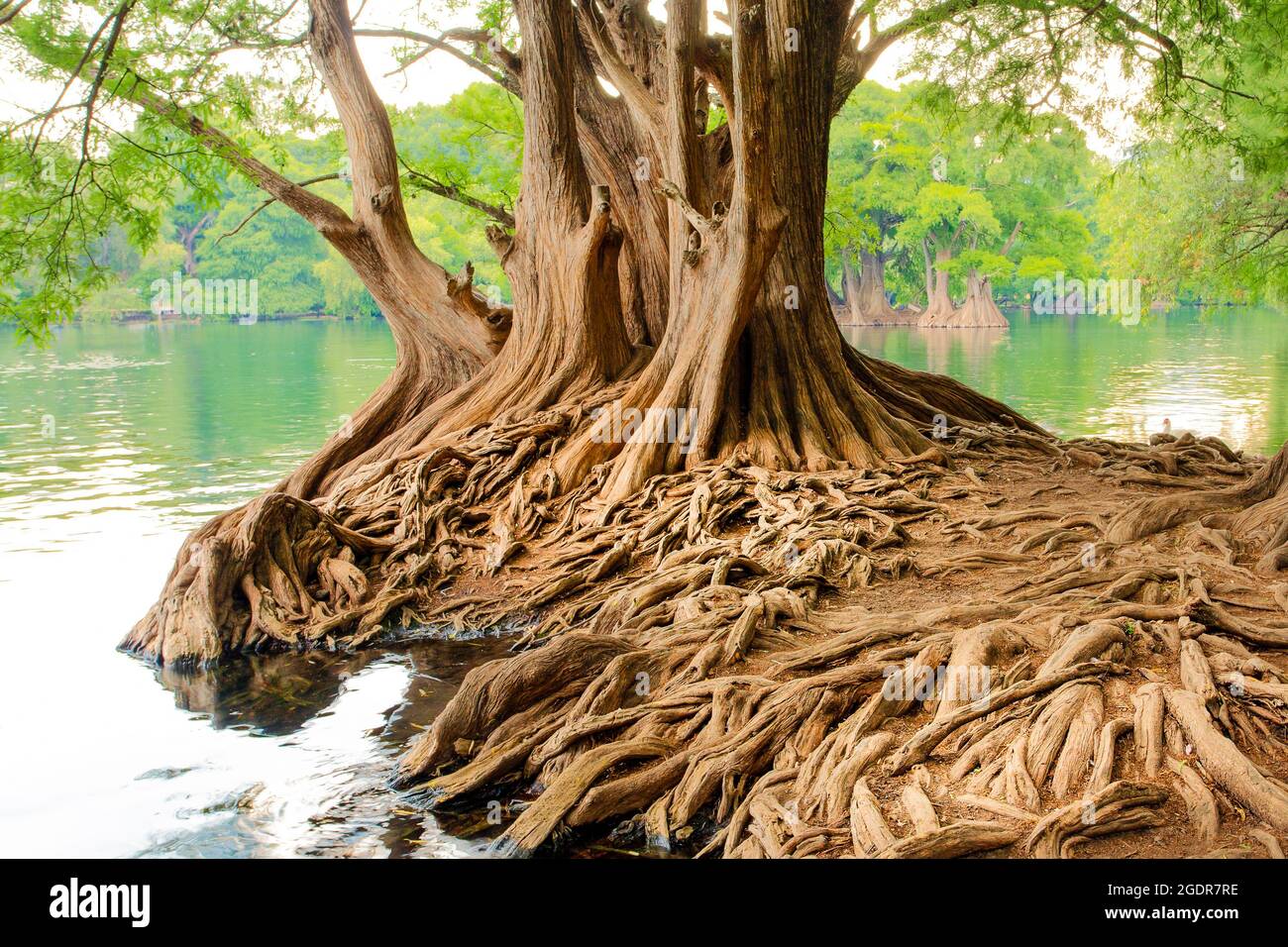 Las raíces de los árboles de sauce serpenteantes bordean el Lago