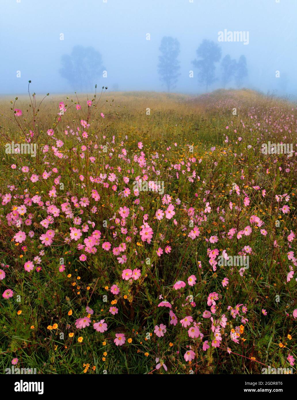 Campo de flores silvestres en la niebla cerca de Patzcuaro, Michoacán, México. Foto de stock