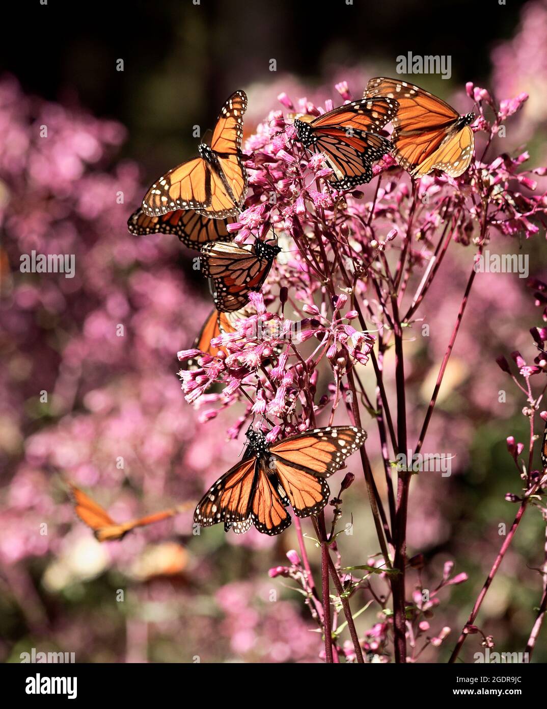 Las mariposas monarca se alimentan de flores estrelladas silvestres (liatris ligulistylis) en el Santuario de Mariposas Monarca en Michoacán, México. Foto de stock