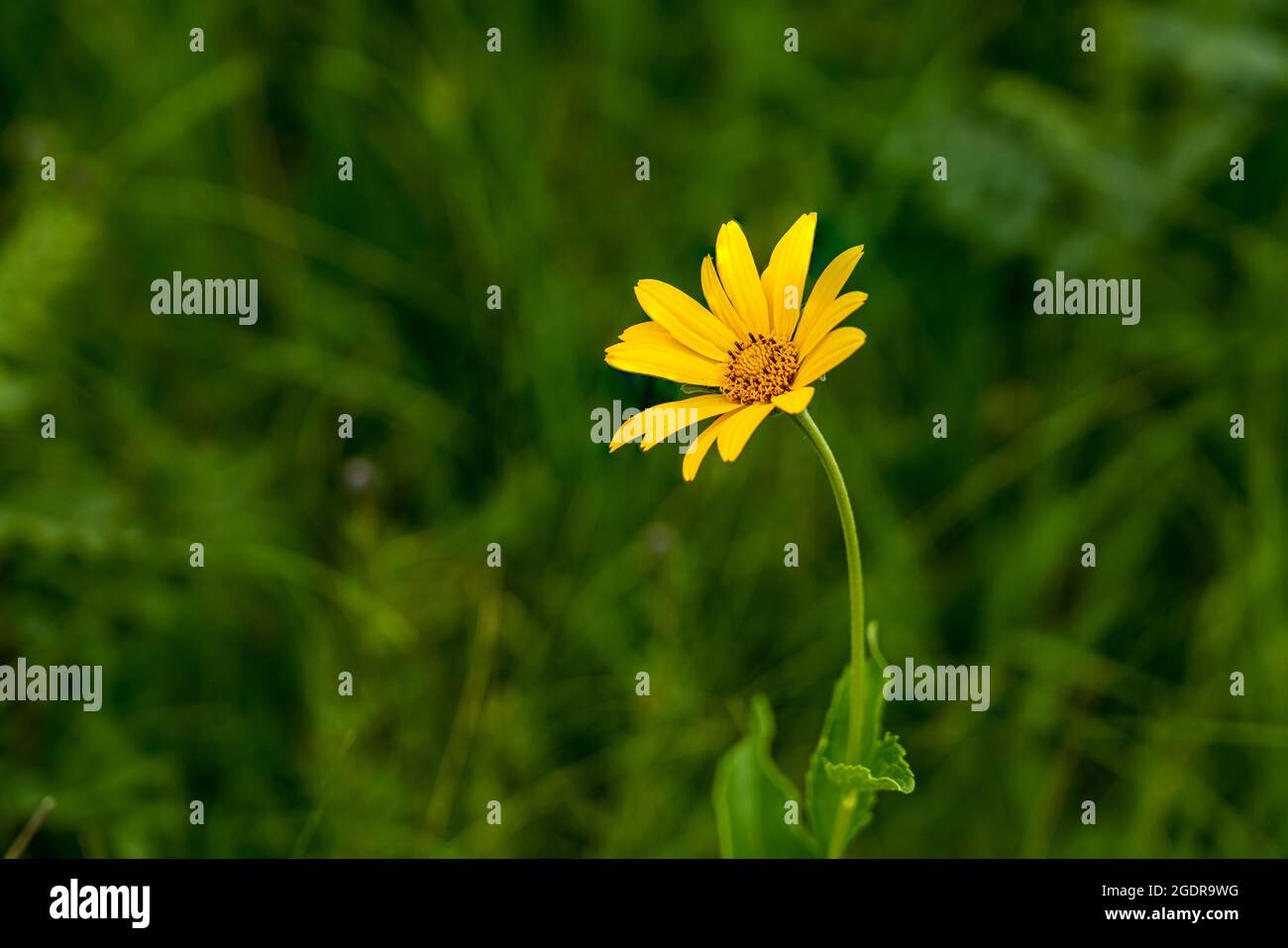 Falso girasol fotografías e imágenes de alta resolución - Alamy