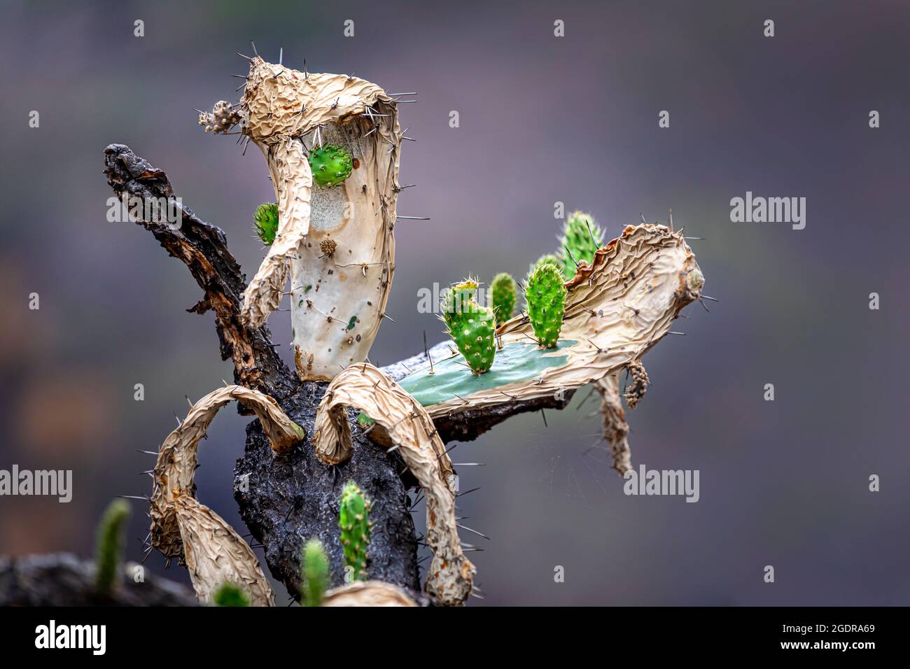 El diminuto cactus Prickly Pear crece en un adulto dañado por el fuego cerca de Morelia, Michoacán, México. Foto de stock