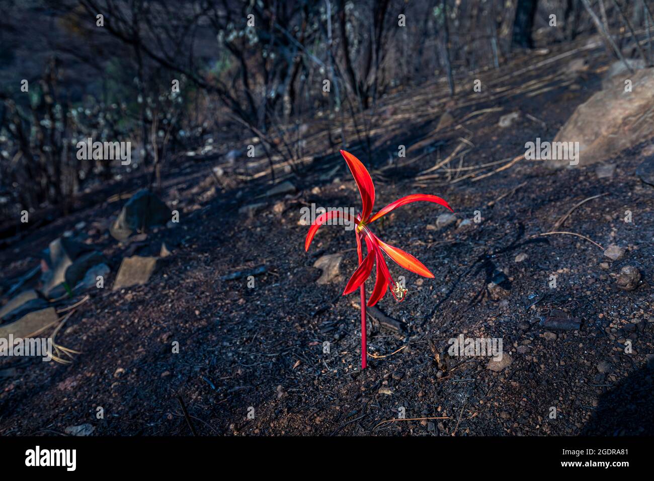 Un Lirio Azteca (Sprekelia también conocido como Lirio Jacobeo) florece entre las cenizas de un reciente incendio cerca de Morelia, Michoacán, México. Foto de stock