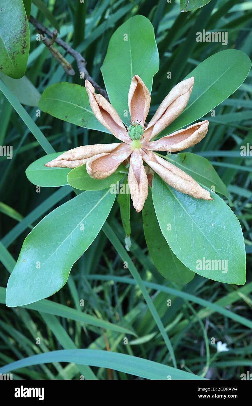 Magnolia virginiana “Swamp Bay” PASÓ sweetbay magnolia Swamp Bay – secó pequeñas flores blancas con centro verde y grandes hojas oblongas, julio, Reino Unido Foto de stock