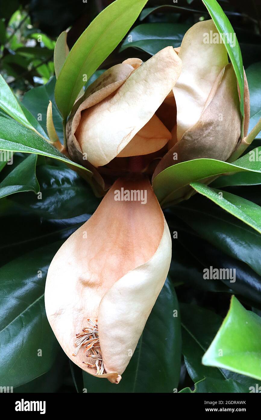 Magnolia x wieseneri Magnolia de Watson - flores blancas grandes secas con  centro verde y hojas oblongas grandes, julio, Inglaterra, Reino Unido  Fotografía de stock - Alamy