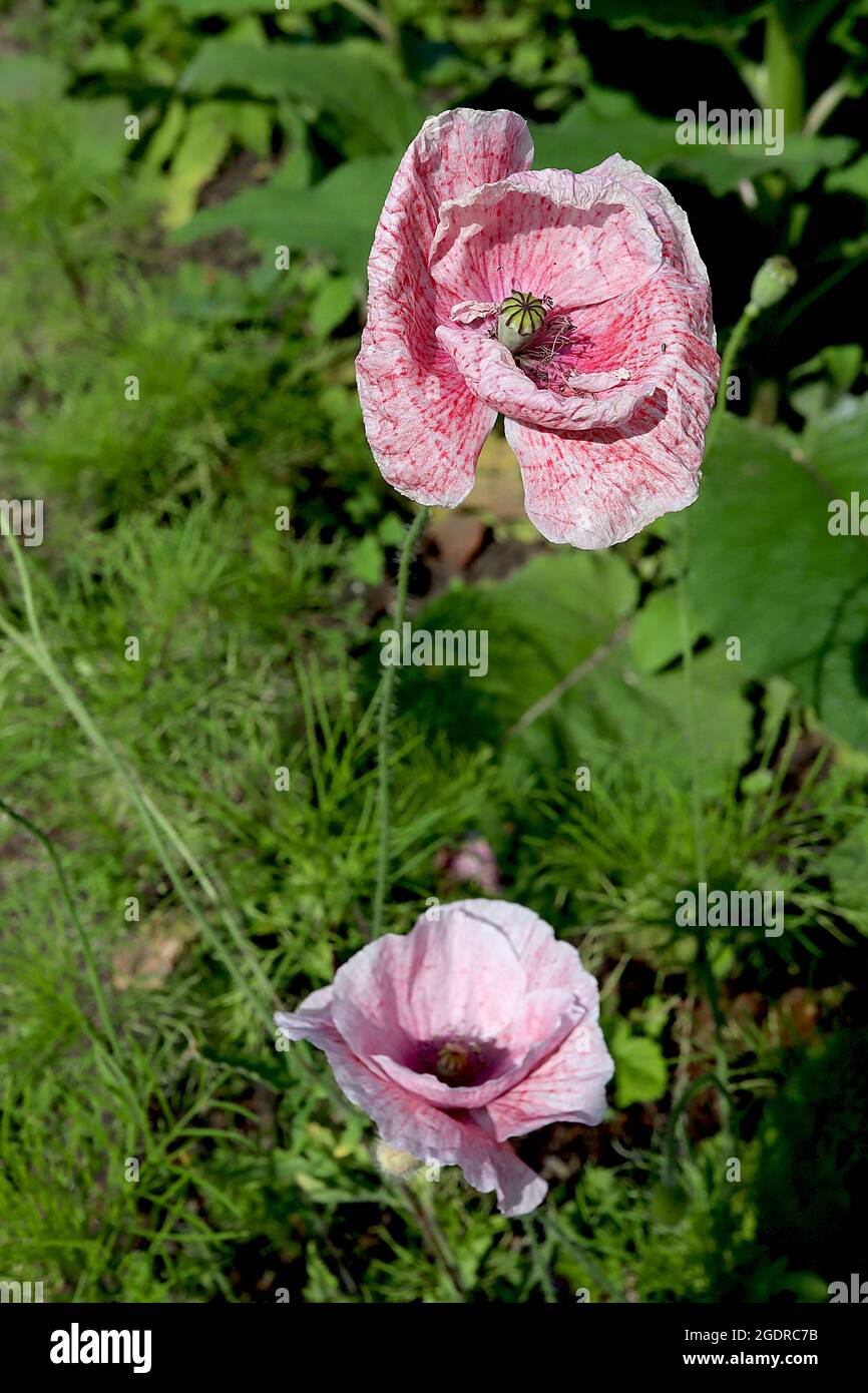 Papaver rhoeas Shirley Double Mixed main amapola “Shirley Double Mixed” – flores moteadas de color rojo rosa y blanco con pétalos arrugados, julio, Inglaterra, Reino Unido Foto de stock