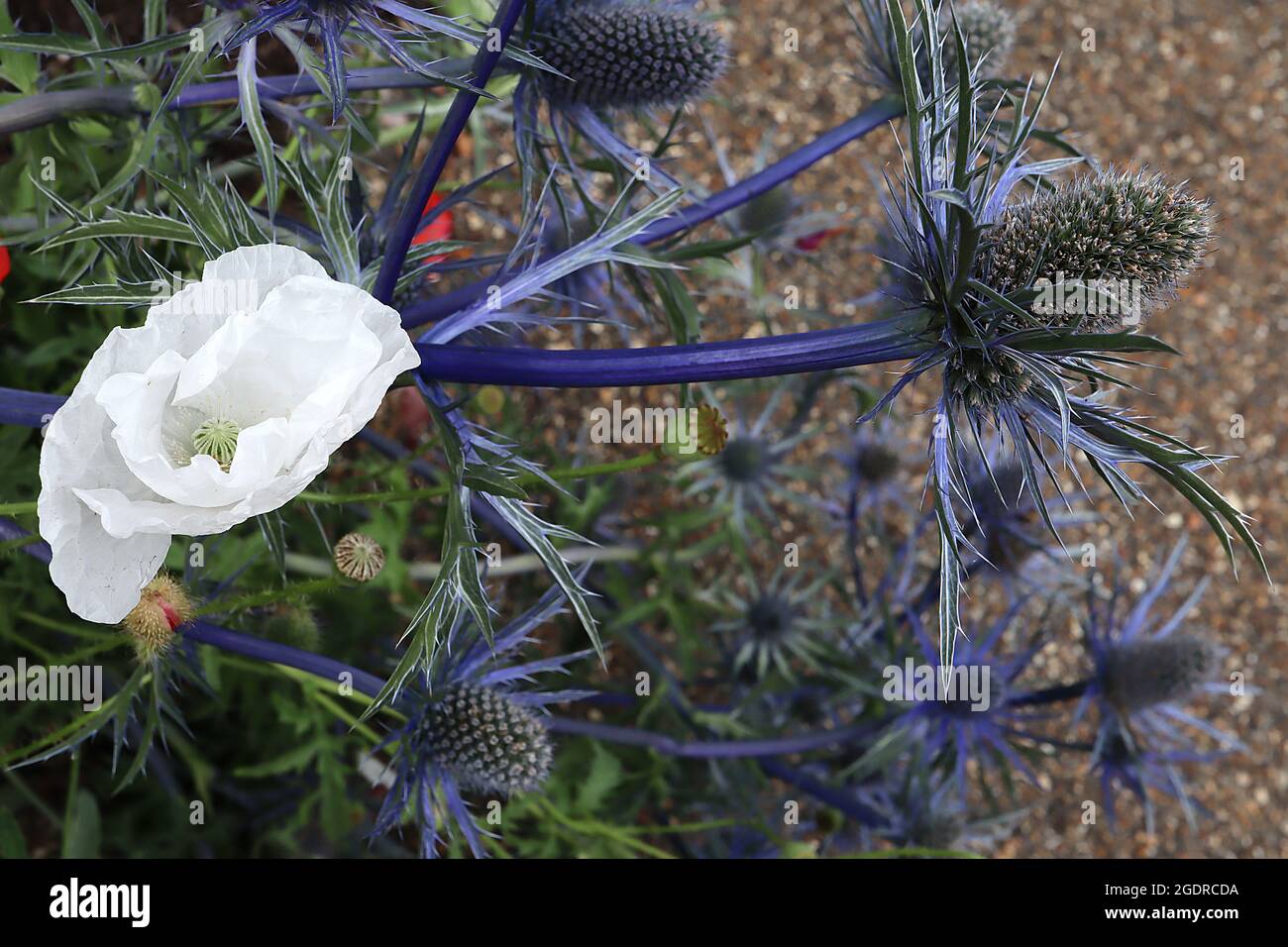 Papaver somniferum “Sissinghurst White” adormidera Sissinghurst White – flores blancas puras y hojas verdes grises, julio, Inglaterra, Reino Unido Foto de stock