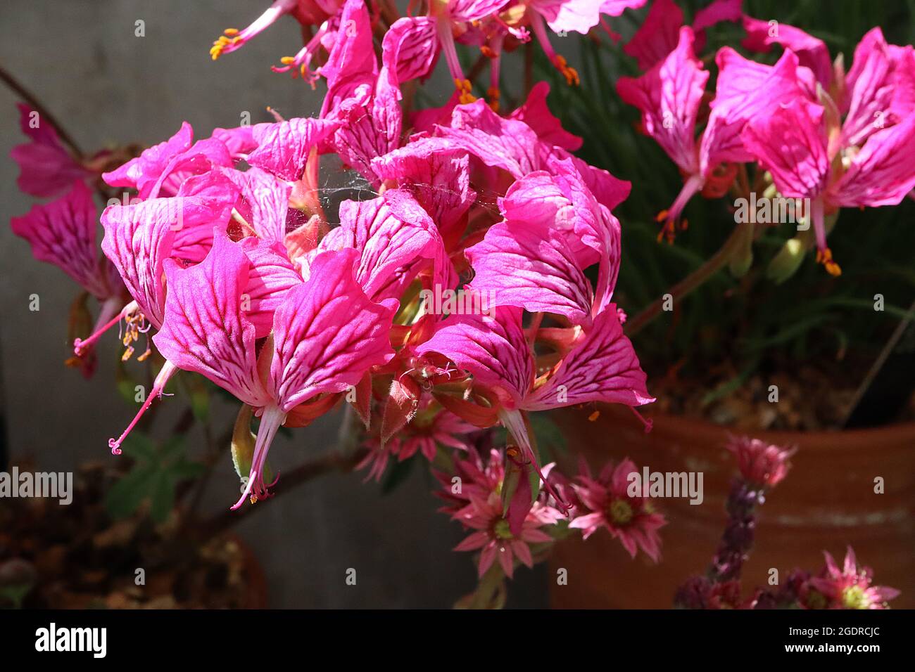 Pelargonium endlicherianum flores de color rosa intenso con marcas carmesí, pétalos reflejos y arrugados, julio, Inglaterra, Reino Unido Foto de stock