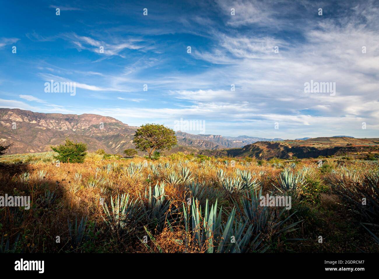 Los campos de agave azul tienen vista a un cañón cerca de Tequila, Jalisco, México. Foto de stock