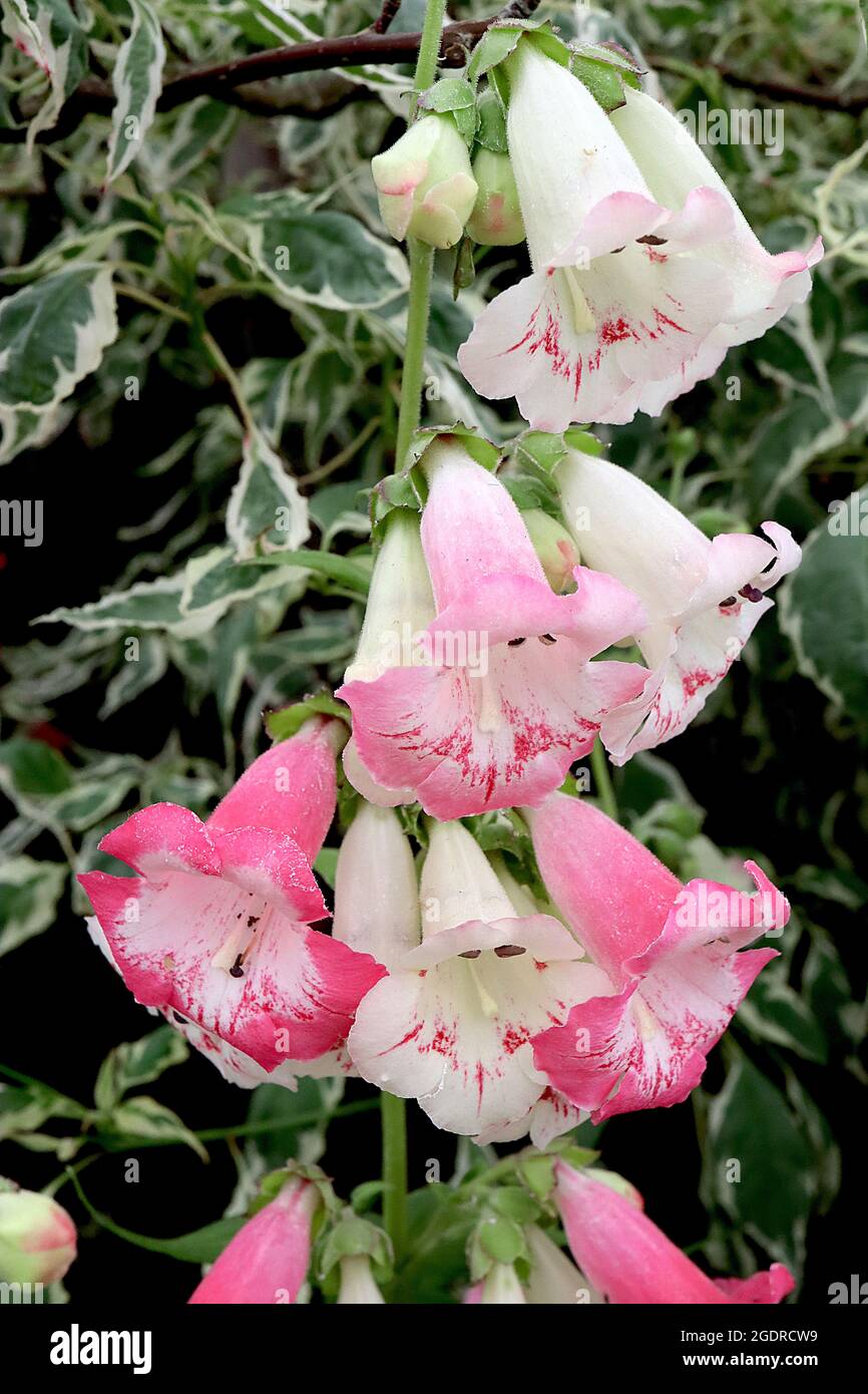 Flores en forma de campana de color rosa oscuro y blanco fotografías e  imágenes de alta resolución - Alamy