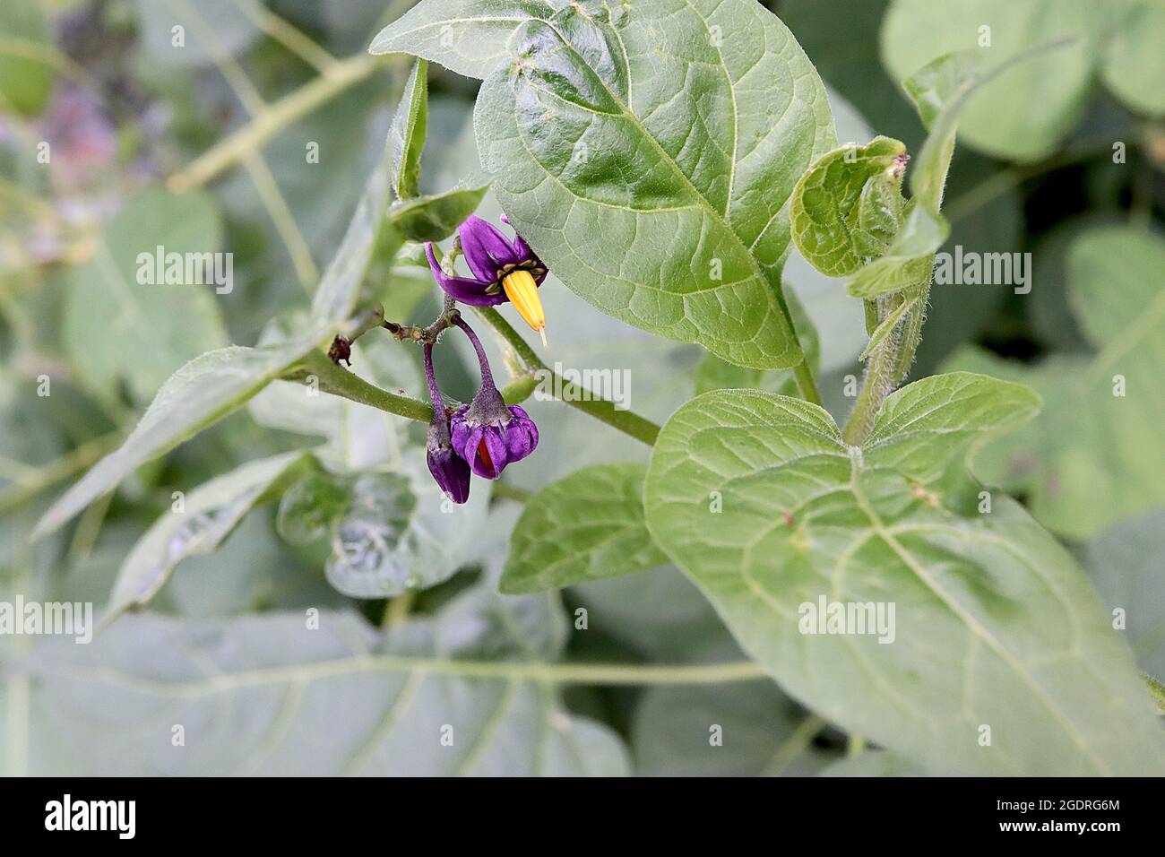 Solanum dulcamara Sombra de noche agridulce – flores púrpura profundas con pétalos reflejos y estambres amarillos fusionados, hojas grandes lobuladas, julio, Inglaterra, Reino Unido Foto de stock