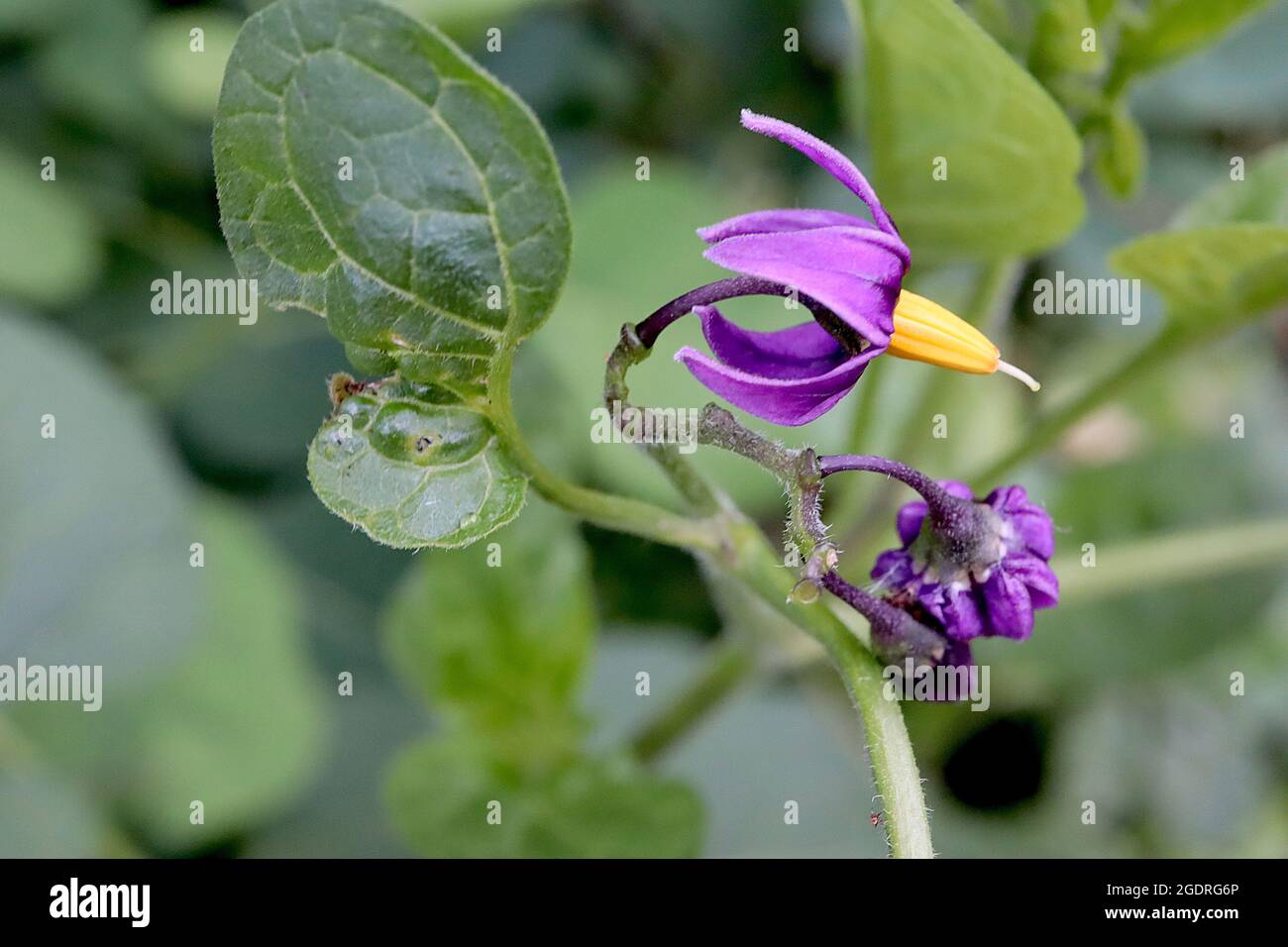 Solanum dulcamara Sombra de noche agridulce – flores púrpura profundas con pétalos reflejos y estambres amarillos fusionados, hojas grandes lobuladas, julio, Inglaterra, Reino Unido Foto de stock