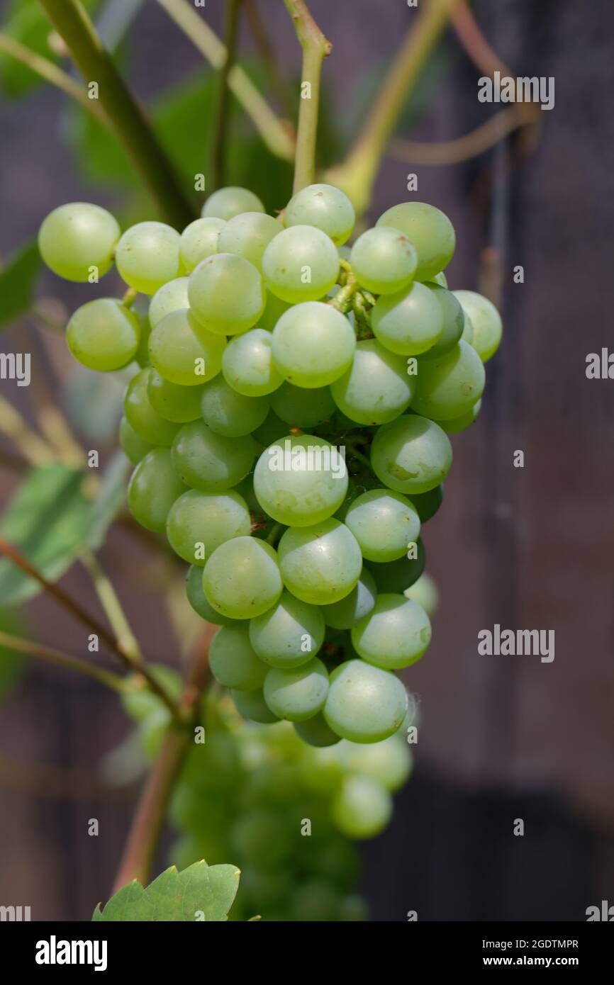 Uvas de vino blanco maduras. Uvas maduras en la vid que crecen al atardecer Foto de stock