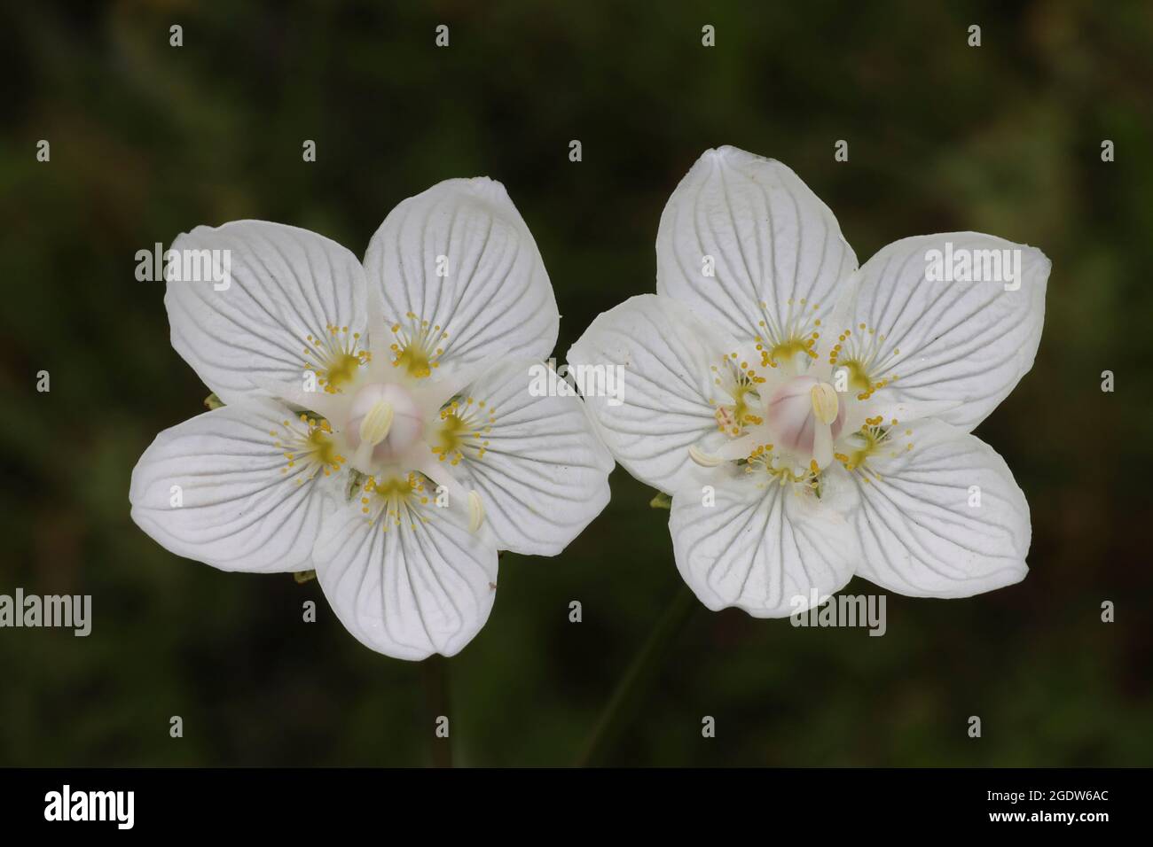 Hierba de Parnassus Parnassia palustris Foto de stock