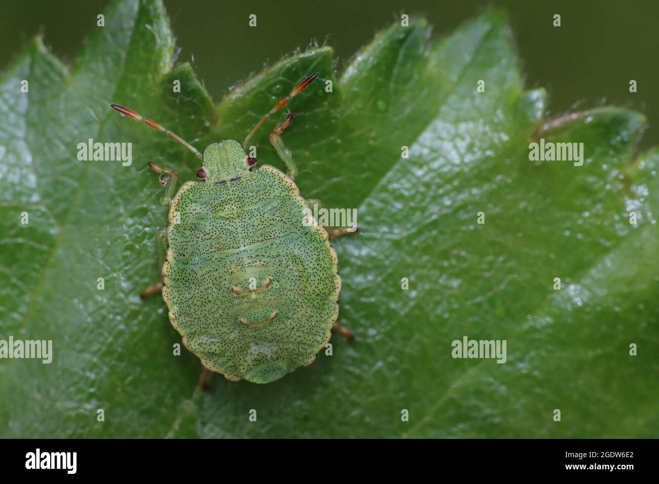 Hawthorn Blindbug Acanthosoma hemorroidale ninfa de la estación media Foto de stock