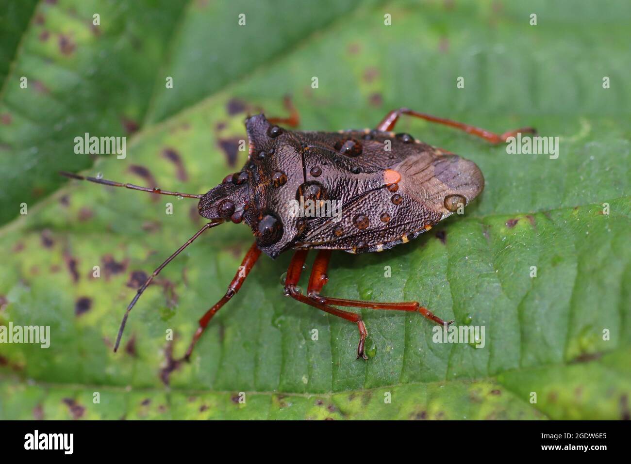Shieldbug de patas rojas, alias Bosque Bug Pentatoma rufipes Foto de stock