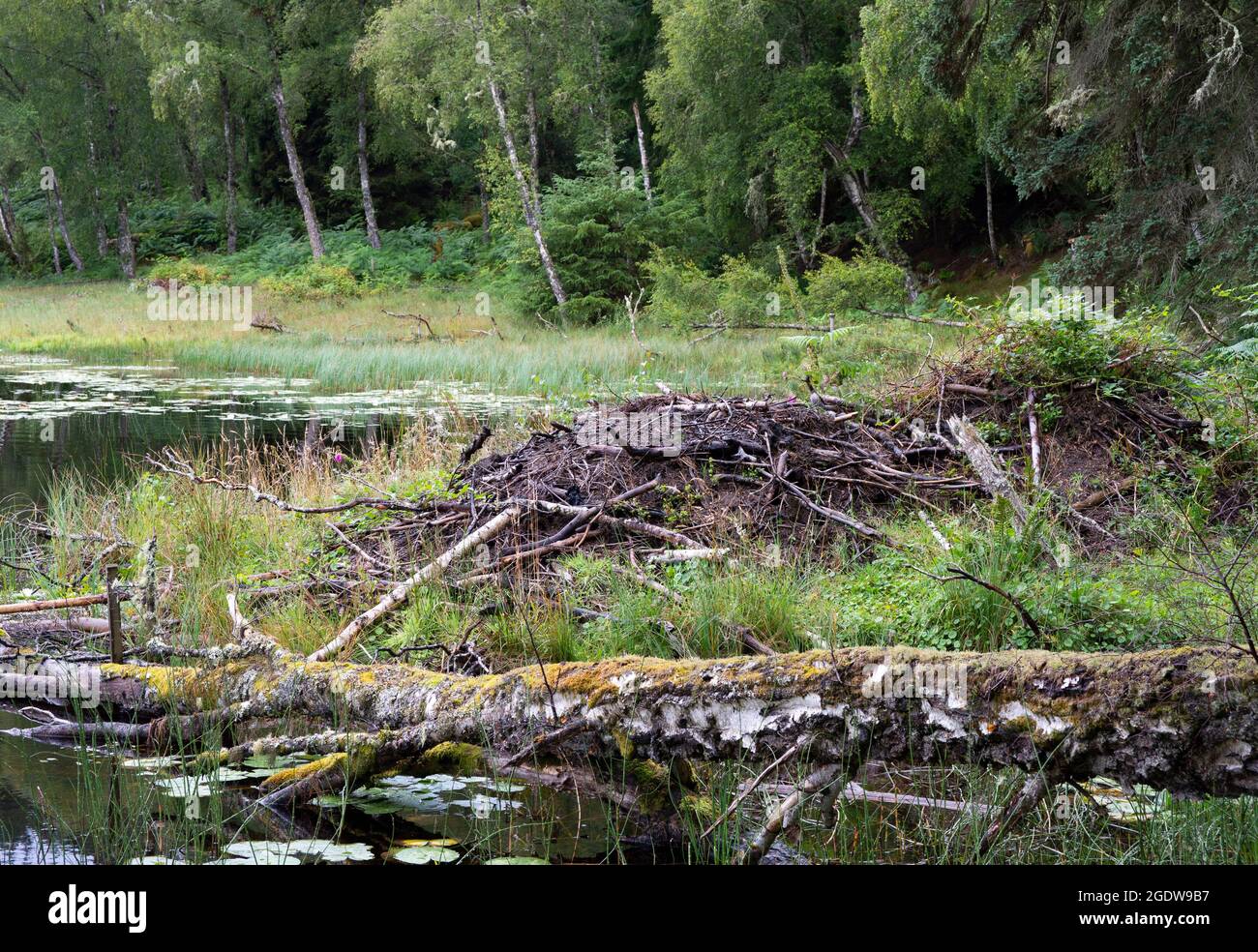 Castor europeo o euroasiático, fibra de Castor, alojamiento de banco construido en un lago, Inverness, Escocia, British, Islas Foto de stock